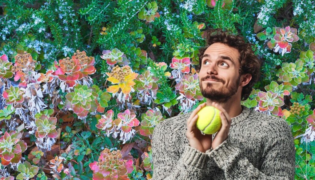 Perché una palla da tennis in giardino in inverno può essere il tuo miglior alleato