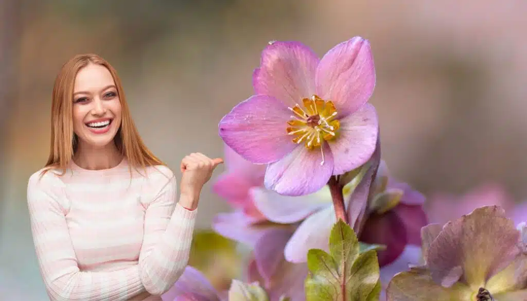 Il fiore che sfida l'inverno: porta il colore nel tuo giardino quando tutto tace