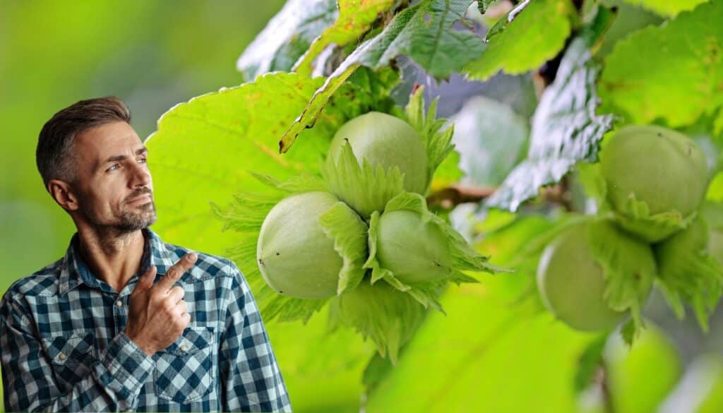 Perché il tuo nocciolo non dà frutti? Ecco cosa potrebbe andare storto