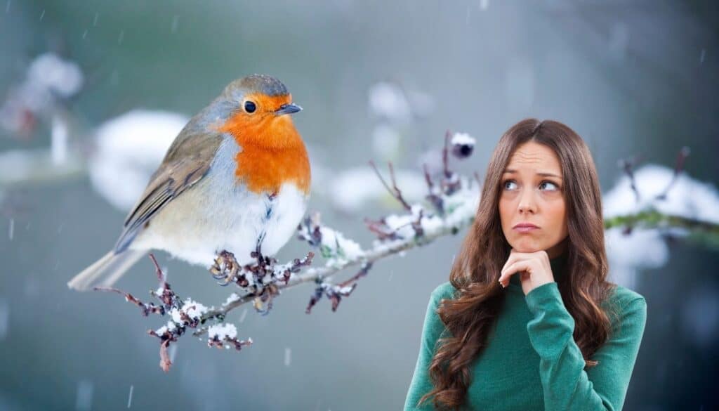 Pettirossi in difficoltà in inverno? Ecco come puoi aiutarli facilmente