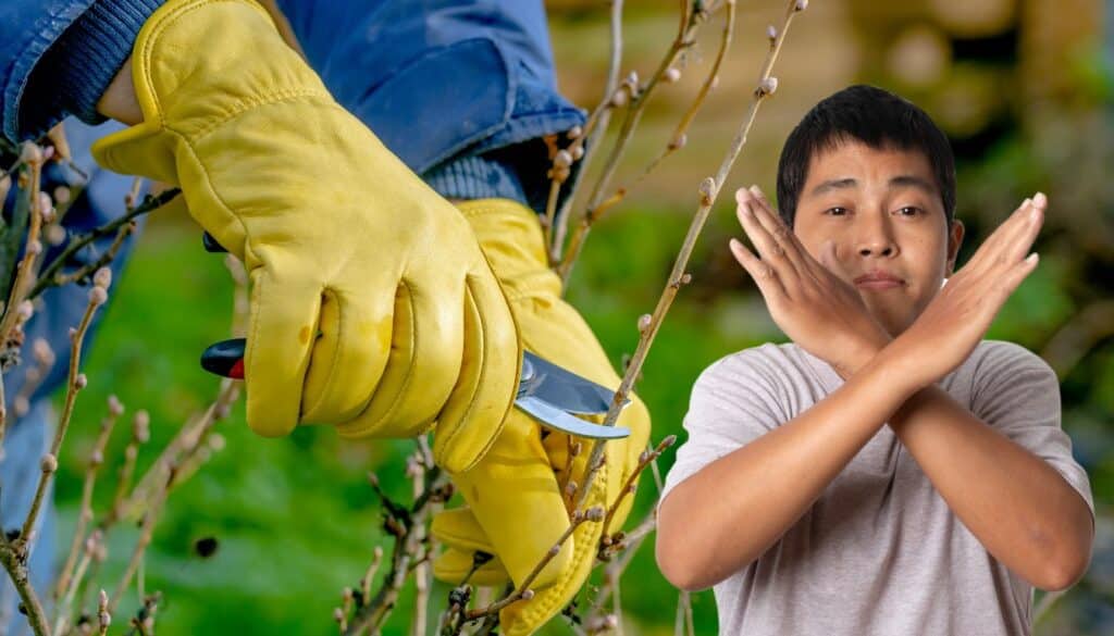 Vuoi un giardino sorprendente in primavera? Non potare mai questa pianta in inverno