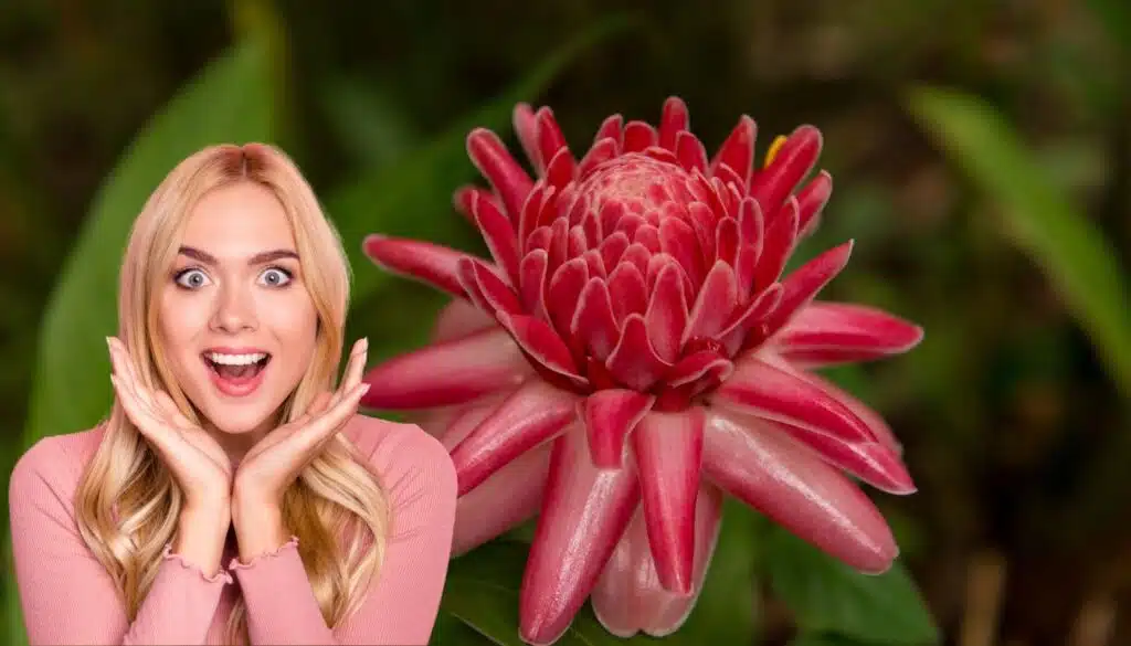 Innamorati del fiore di porcellana: la pianta d'appartamento che ti farà sognare tutto l'anno