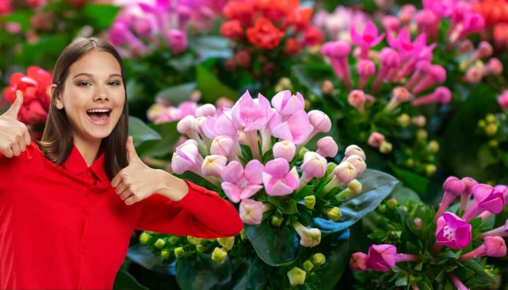 Propaga facilmente la tua kalanchoe: i 4 passaggi per un successo garantito