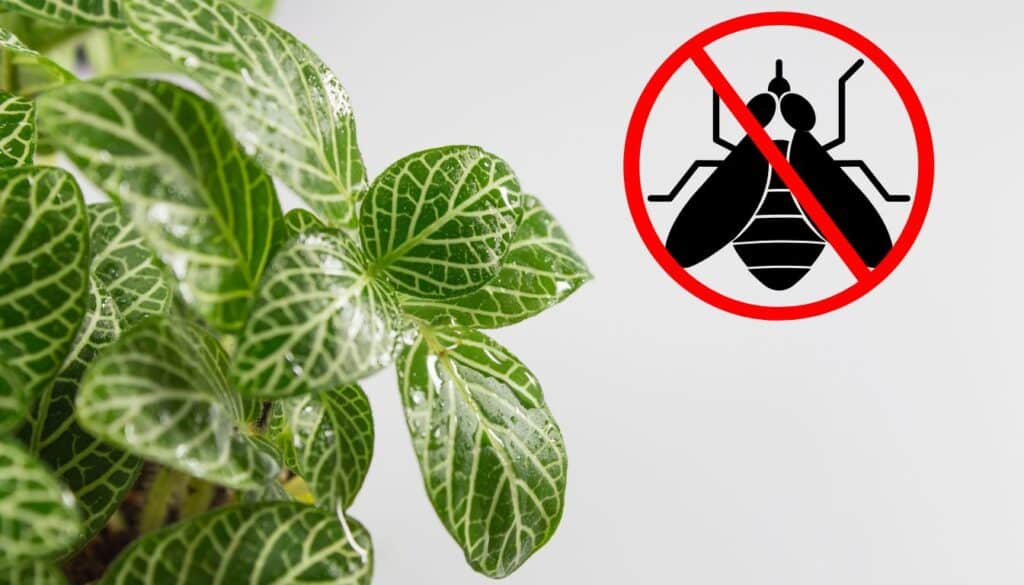 Sbarazzati dei moscerini dei funghi e salva le tue piante d'appartamento