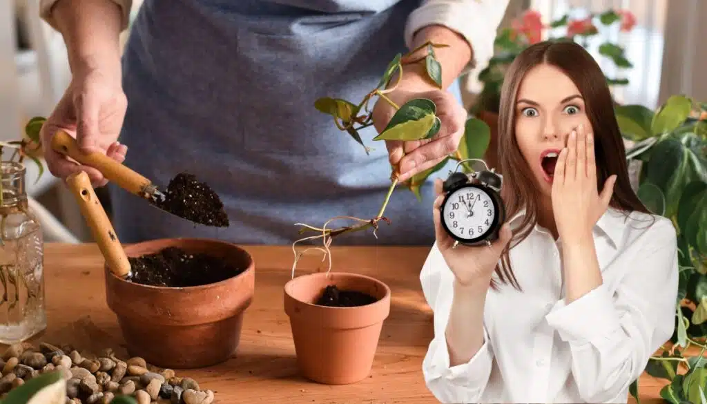 Preparati alla primavera: ecco le 3 piante da propagare subito!