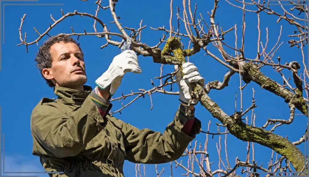 Ottieni una raccolta da sogno potando questi 9 alberi da frutto quest'inverno!