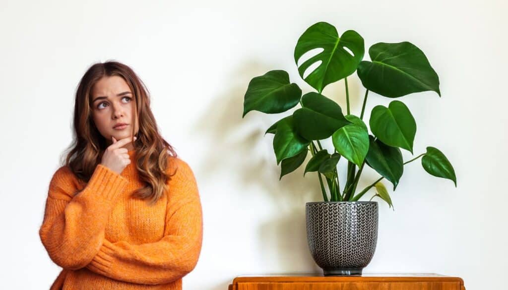 Perché la tua Monstera non fa buchi nelle foglie? La soluzione ti stupirà