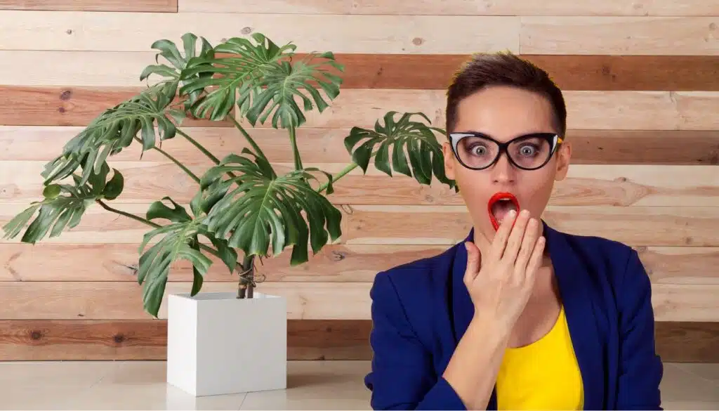 Il trucco giapponese per una Monstera lussureggiante: bastano 5 minuti al giorno