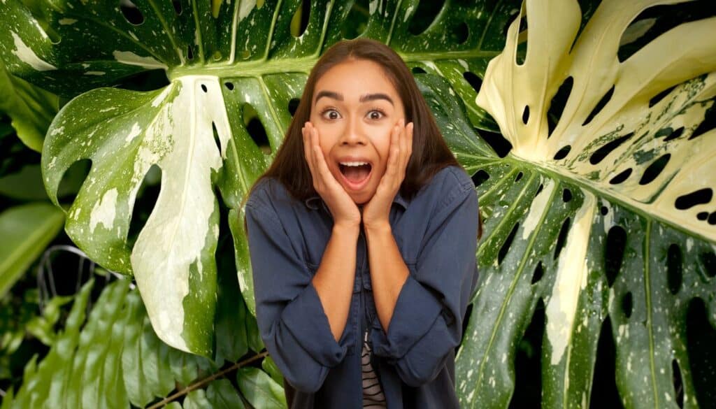 Monstera ingiallita? Ecco il metodo naturale che la farà rinascere in una settimana