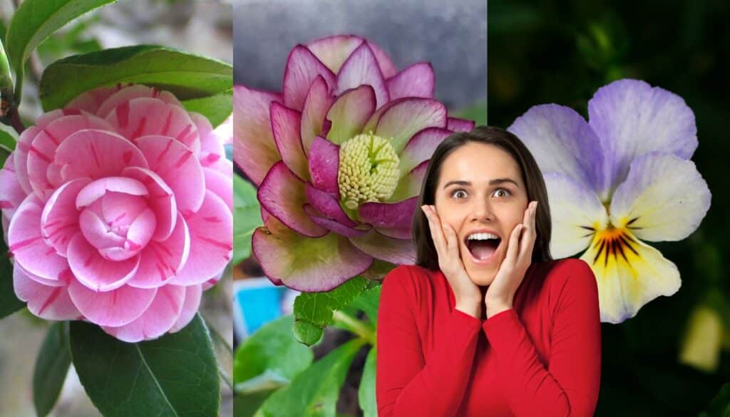 Sorprendi tutti con queste piante che fioriscono anche a Febbraio!