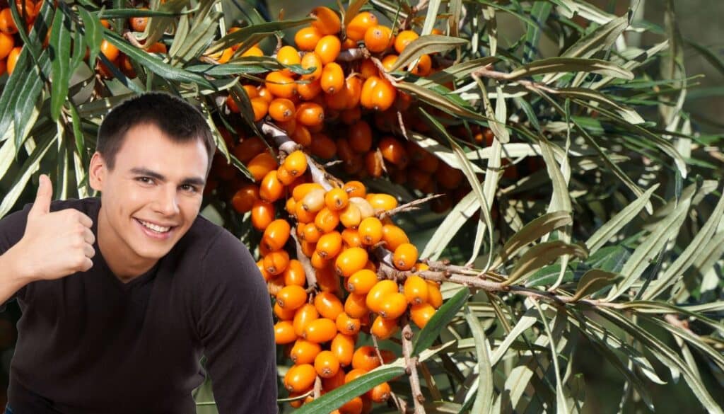 Vuoi una pianta dai superpoteri? Scopri i segreti e i benefici dell'olivello spinoso!