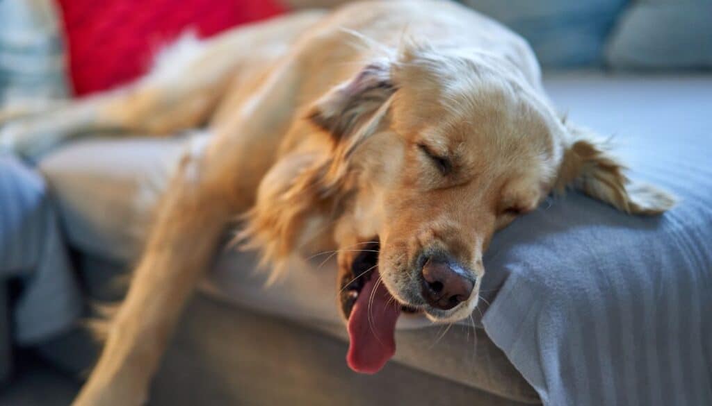 Ecco cosa c'è dietro la posizione in cui dorme il vostro cane