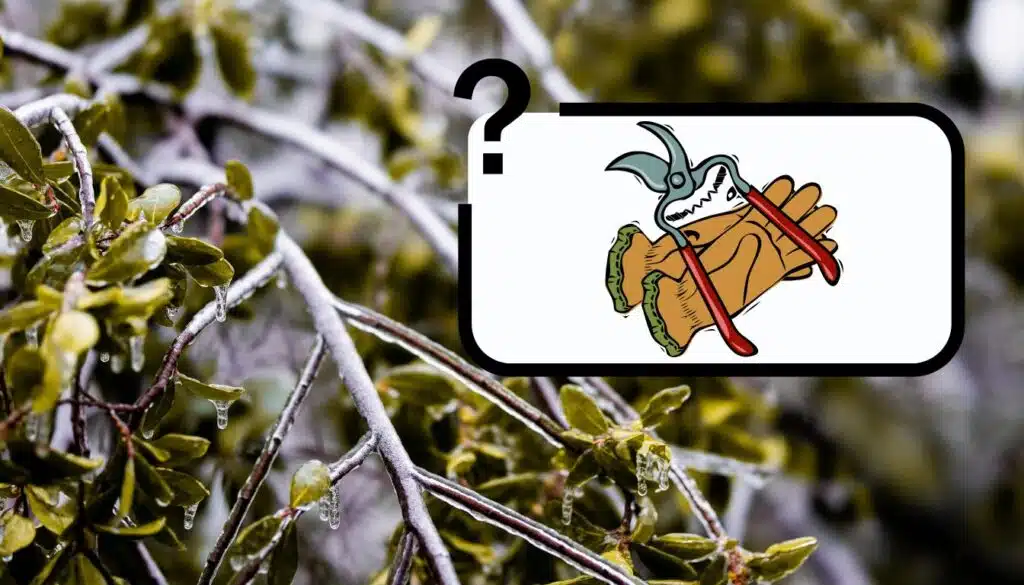 Potare gli arbusti quando fa freddo: errore da principiante o consiglio da giardiniere?