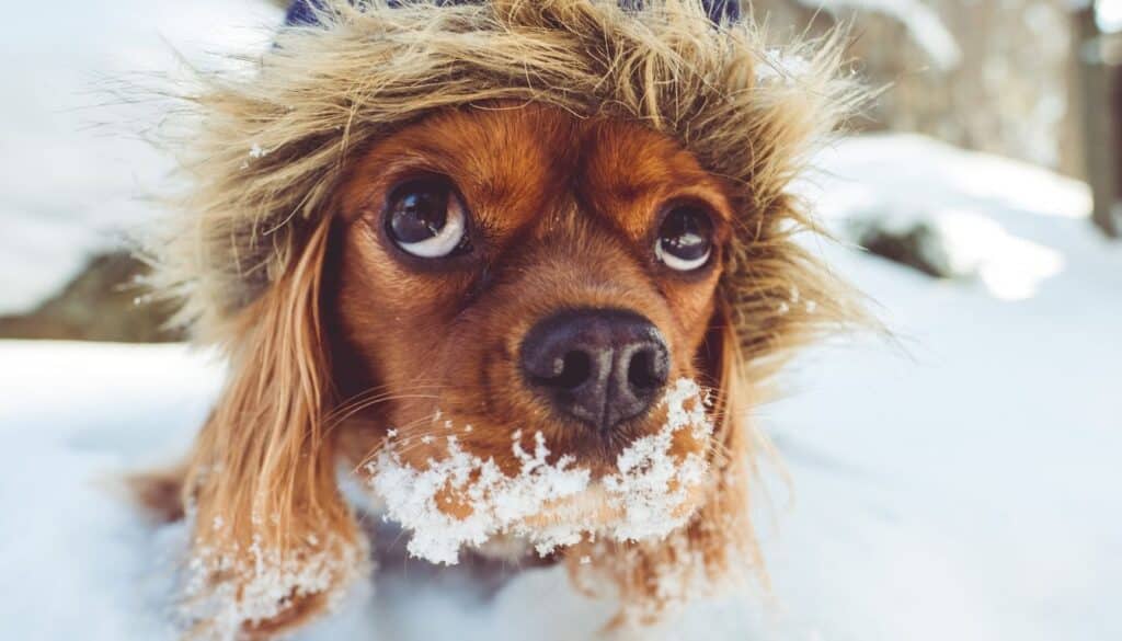 Febbraio è appena iniziato: scopri come proteggere al meglio il tuo cane dal freddo intenso!